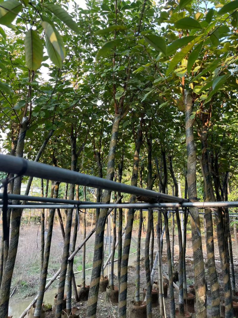 多花黄花风铃木3-7公分大量现货出售现货实拍树身直