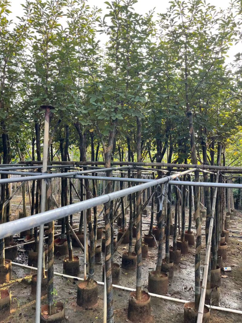 多花黄花风铃木3-7公分大量现货出售现货实拍树身直