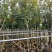 多花黄花风铃木3-7公分大量现货出售现货实拍树身直