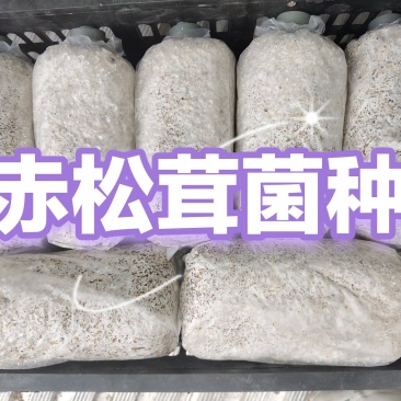 大球盖菇菌种，工厂化操作品种