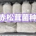 大球盖菇菌种，工厂化操作品种