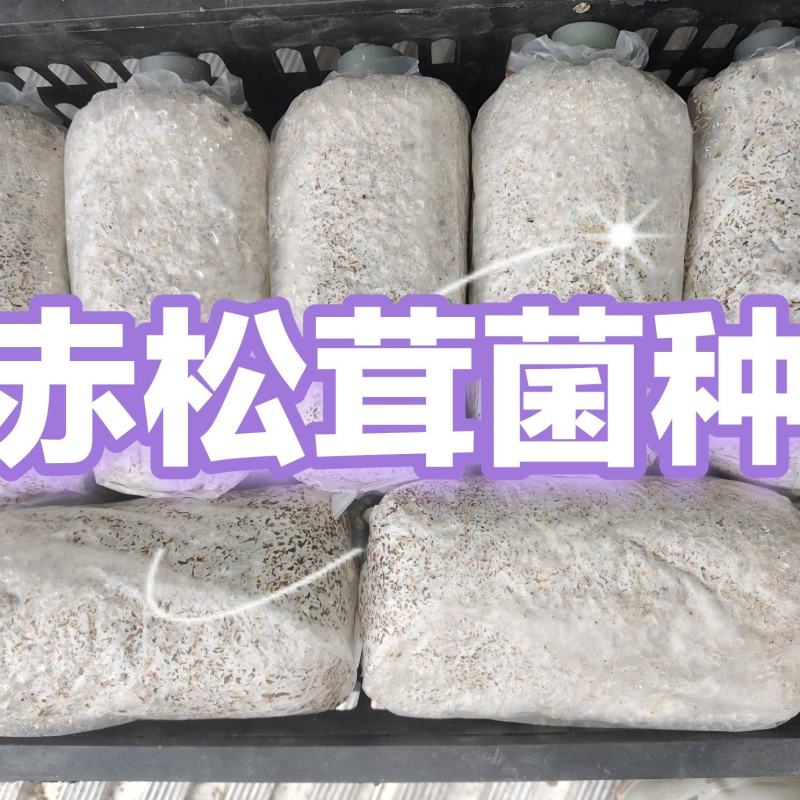 大球盖菇菌种，工厂化操作品种