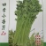 四季小香芹种子农家四季小香芹种子厂家直销量大从优
