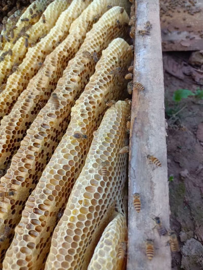 正宗农家百花蜜，***自产，现采现卖，没加糖没勾兑