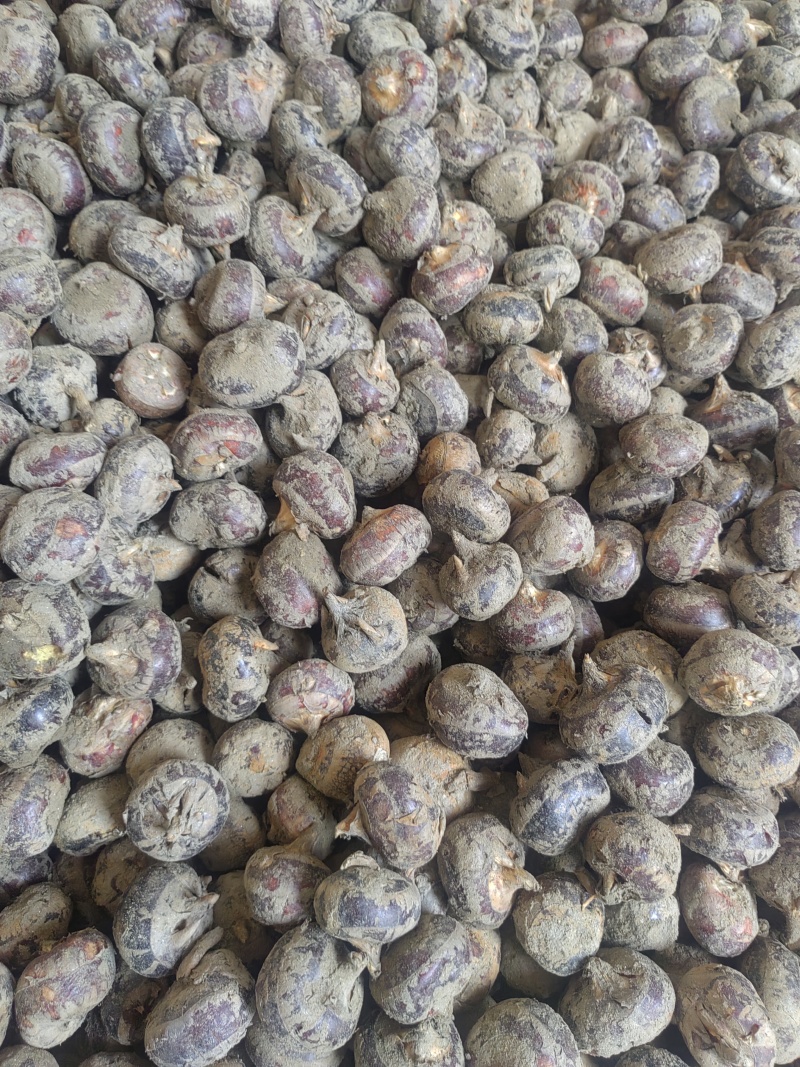 马蹄/毛马蹄/荸荠/产区直发/大量现货