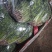 聊城铁杆青中叶香菜，按需包装社区团购，电商平台，欢迎来电