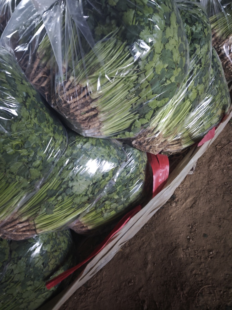 聊城铁杆青中叶香菜，按需包装社区团购，电商平台，欢迎来电