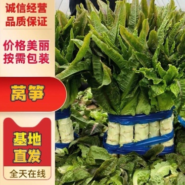 湖北精品红叶莴笋，品质保证，需要的老板来电咨询。