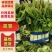 湖北精品红叶莴笋，品质保证，需要的老板来电咨询。