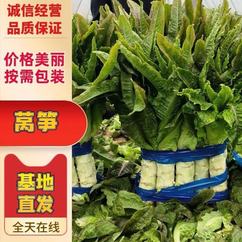 湖北精品红叶莴笋，品质保证，需要的老板来电咨询。