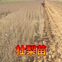 2025年1年生杜梨苗大量供应中，各种规格