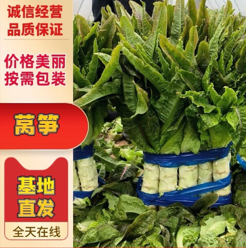 湖北精品红叶莴笋，品质保证，需要的老板来电咨询。