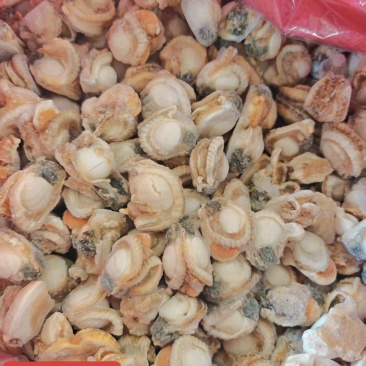 扇贝肉，港湾贝，枳孔贝肉，单冻