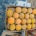 磨盘柿子，各大皮毛光滑，颜色鲜艳。个个戴霜。下树装箱。