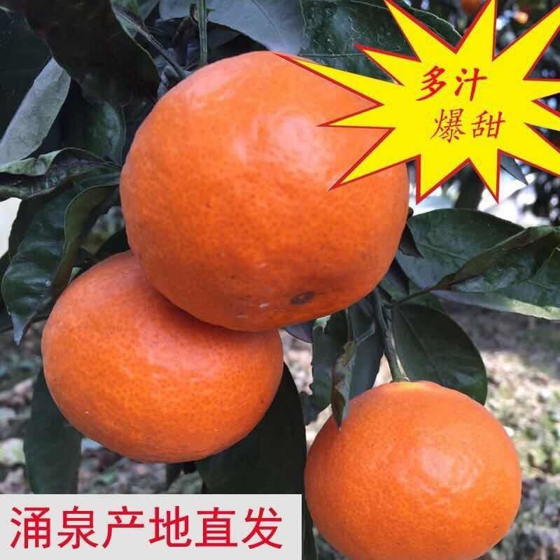 浙江台州临海蜜桔/产区直发/当天发车