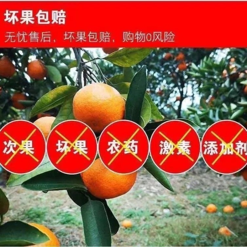 浙江台州临海蜜桔/产区直发/当天发车