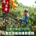 浙江台州临海蜜桔/产区直发/当天发车