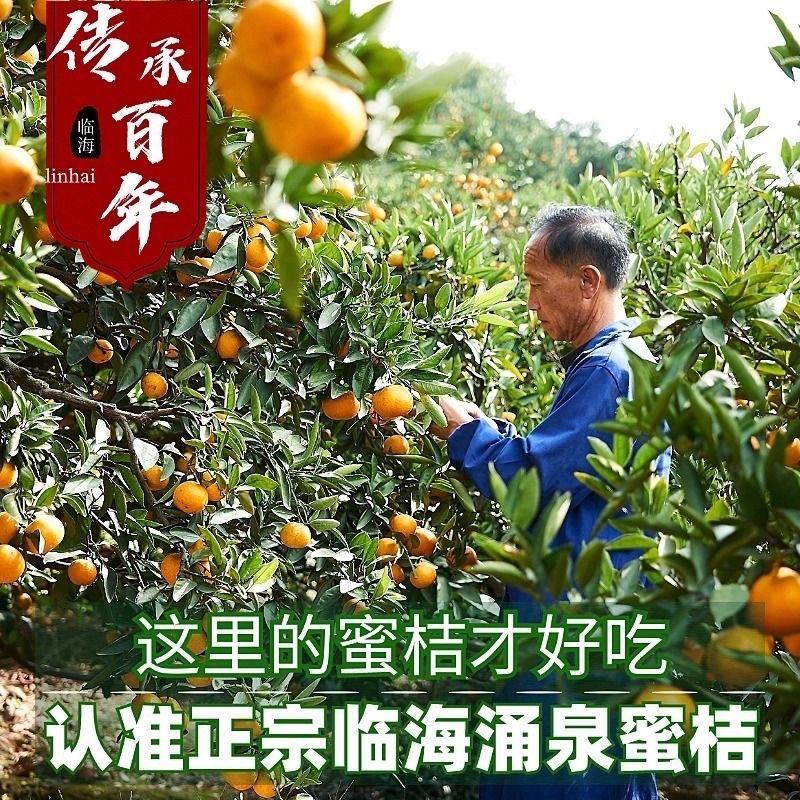 浙江台州临海蜜桔/产区直发/当天发车