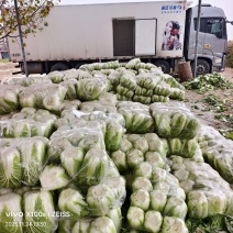 产地白菜大量供货中我们这边是玲珑黄，今天价格三毛到三毛五