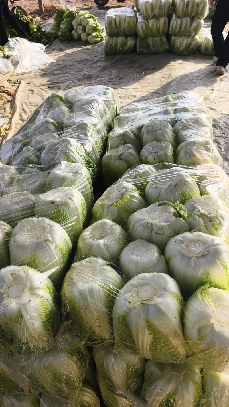 产地白菜大量供货中我们这边是玲珑黄，今天价格三毛到三毛五