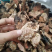 红景天正宗大花红景天中药材批发各种规格一手货源