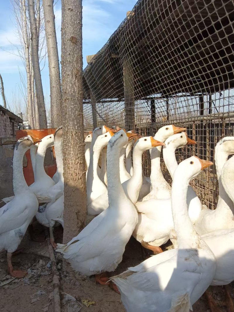 自家散养无饲料活鹅联系***********