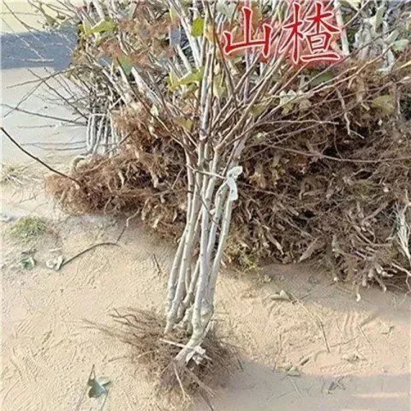 优质山楂苗山楂树苗甜红子/大金星各种规格各种品种