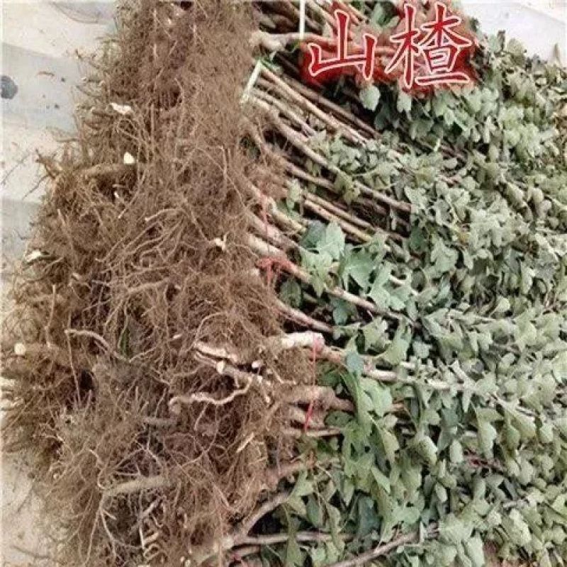 优质山楂苗山楂树苗甜红子/大金星各种规格各种品种