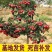 优质山楂苗山楂树苗甜红子/大金星各种规格各种品种