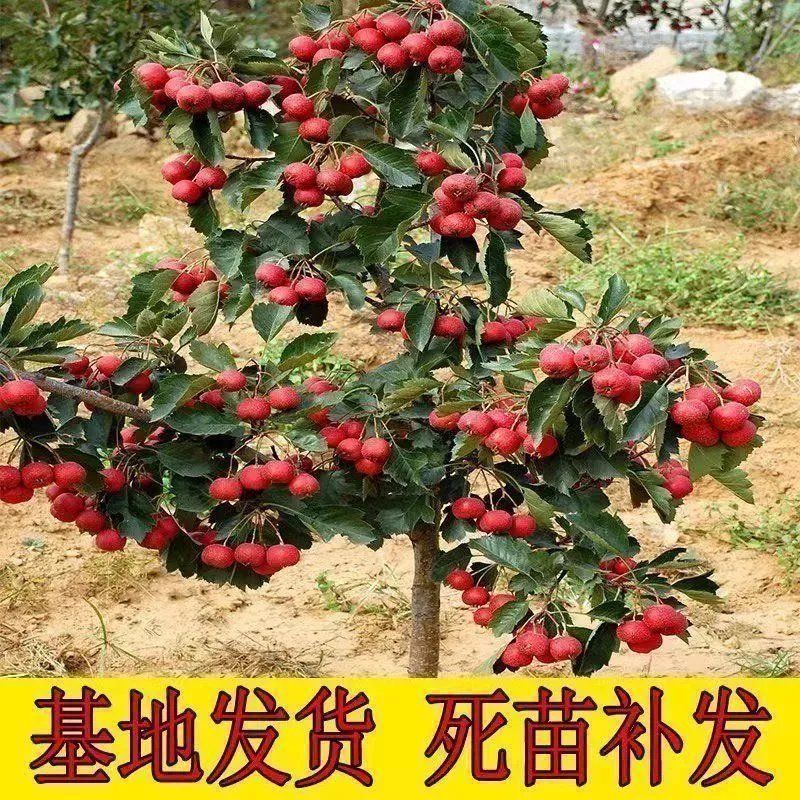 优质山楂苗山楂树苗甜红子/大金星各种规格各种品种