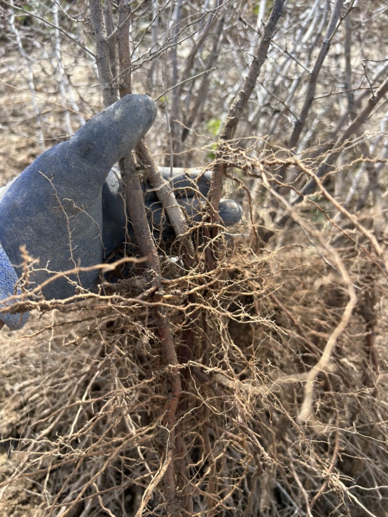 粗度1公分酸枣苗现挖现发保湿邮寄当年结果