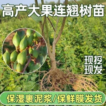 连翘树苗5号山西药用大果连翘苗基地现挖现发根系发达好活