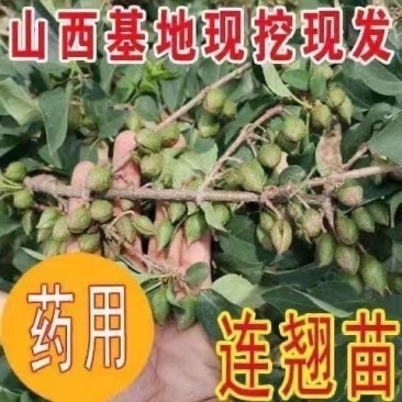 2年药用连翘苗山西大果连翘山地荒坡种植现挖现发