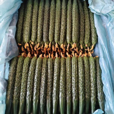 精品干花黑亮密刺黄瓜