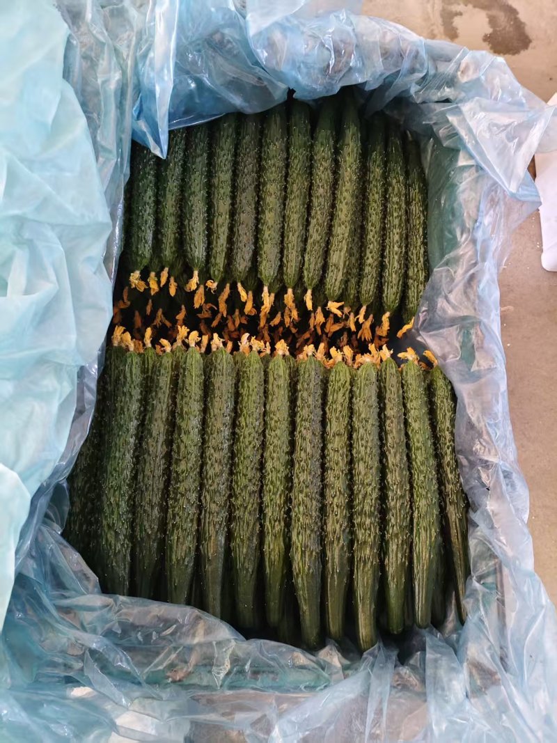 精品干花黑亮密刺黄瓜