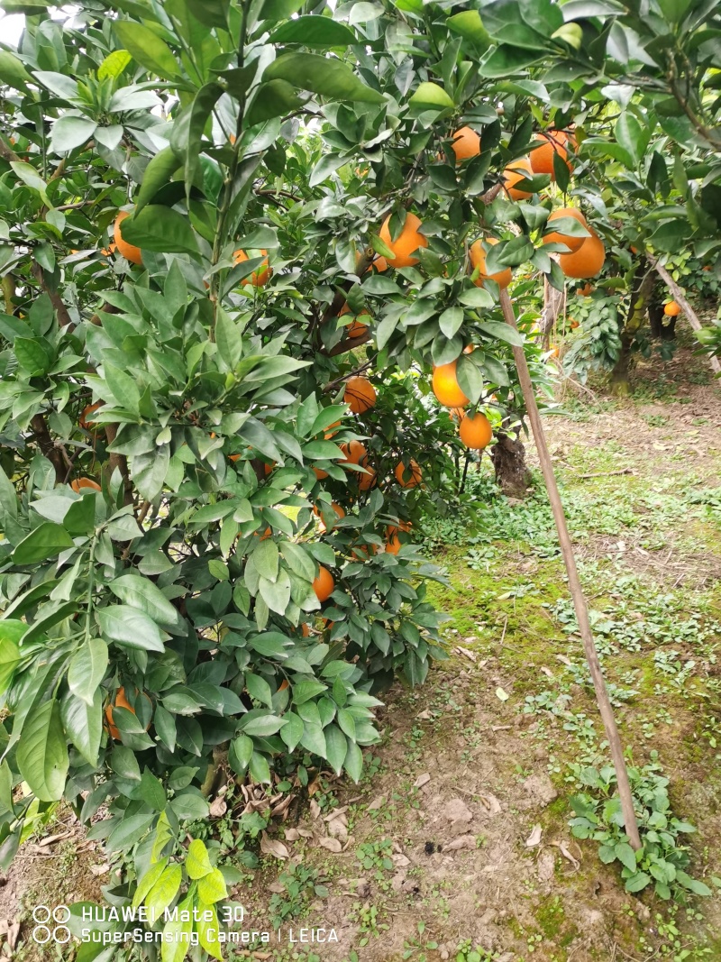 湖北纽荷尔脐橙产地直发，欢迎采购。