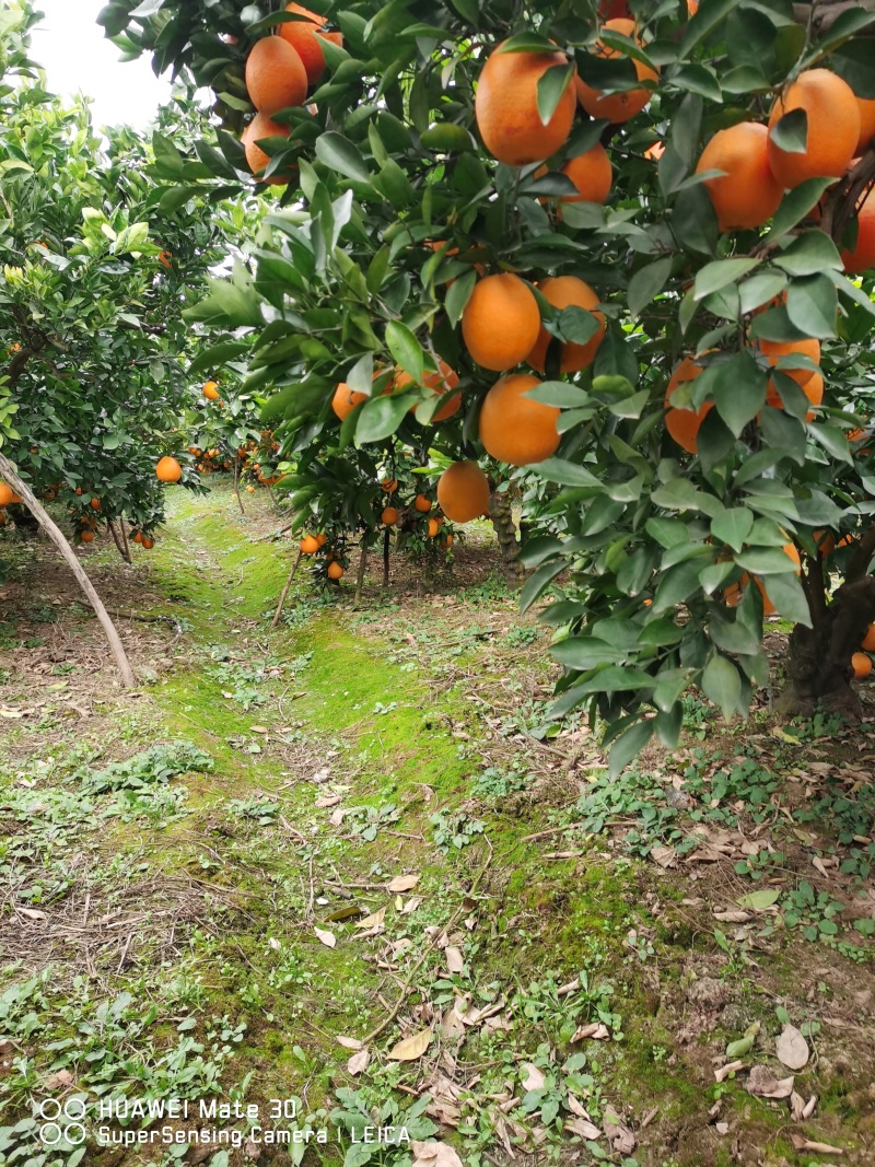 湖北纽荷尔脐橙产地直发，欢迎采购。