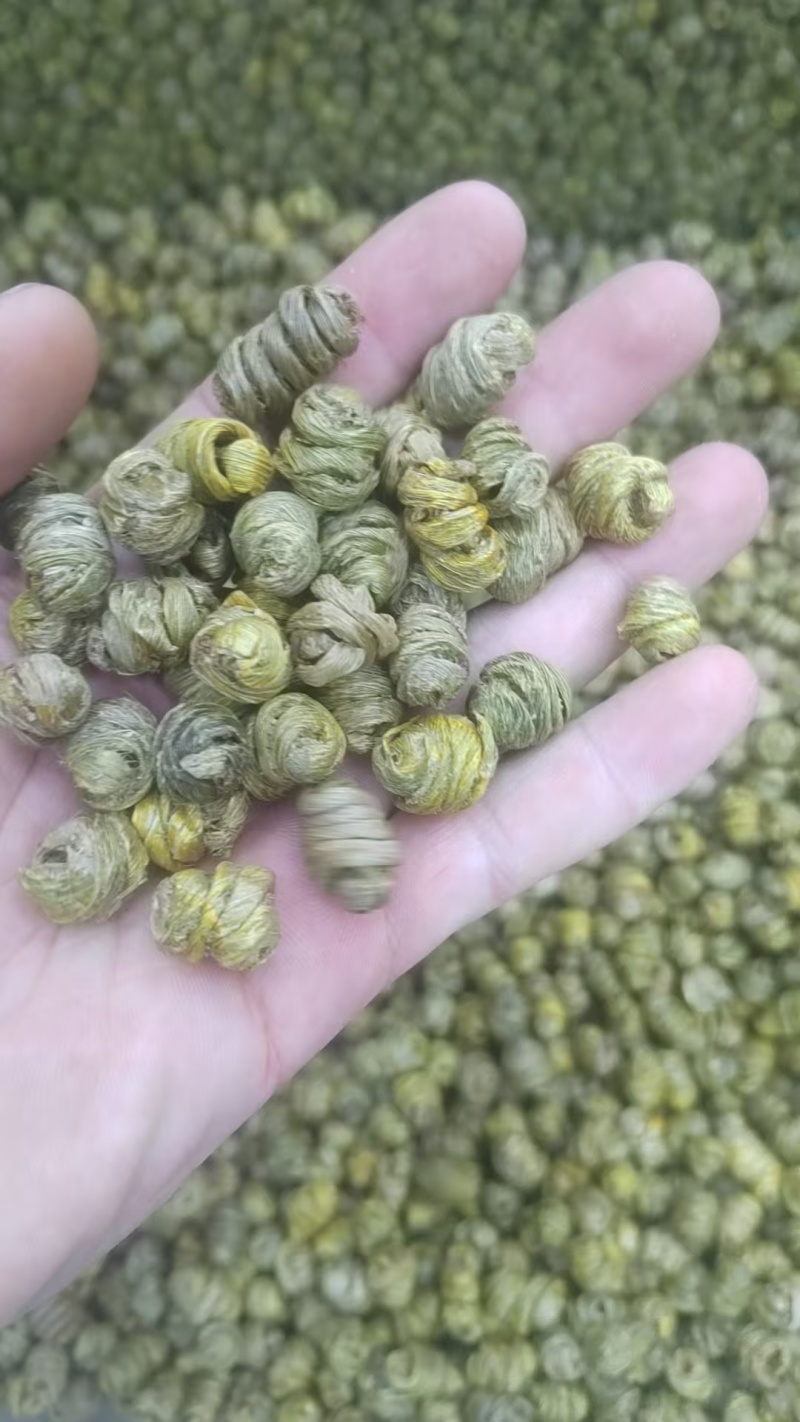 石斛正宗铁皮石斛石斛米各种规格一手货源批发霍山米