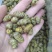 石斛正宗铁皮石斛石斛米各种规格一手货源批发霍山米