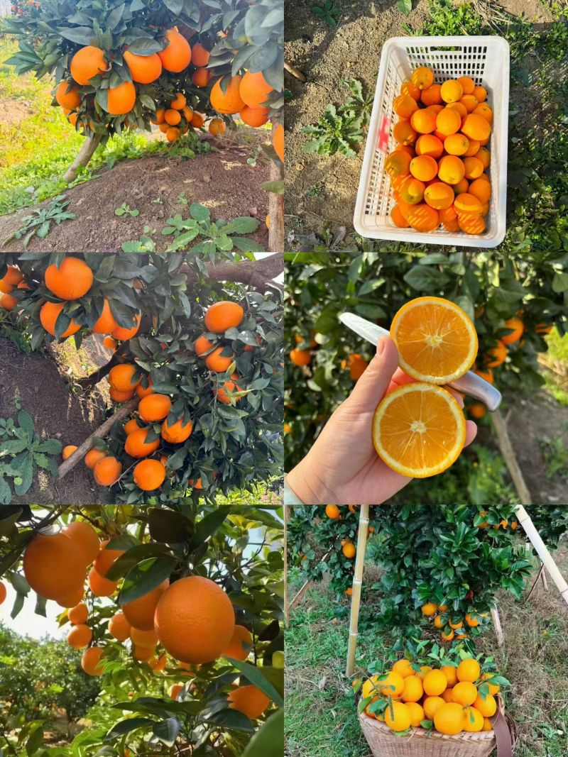 纽荷尔脐橙，纯甜，2万斤货，可随时出