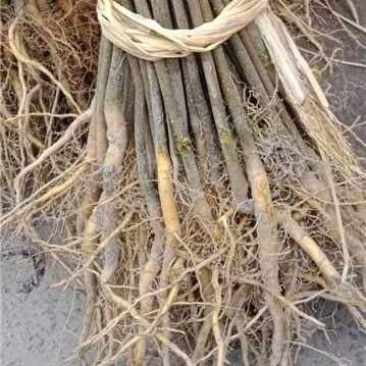 正宗厚皮川黄柏苗，基地直发，量大从优，欢迎各地老板考察参观