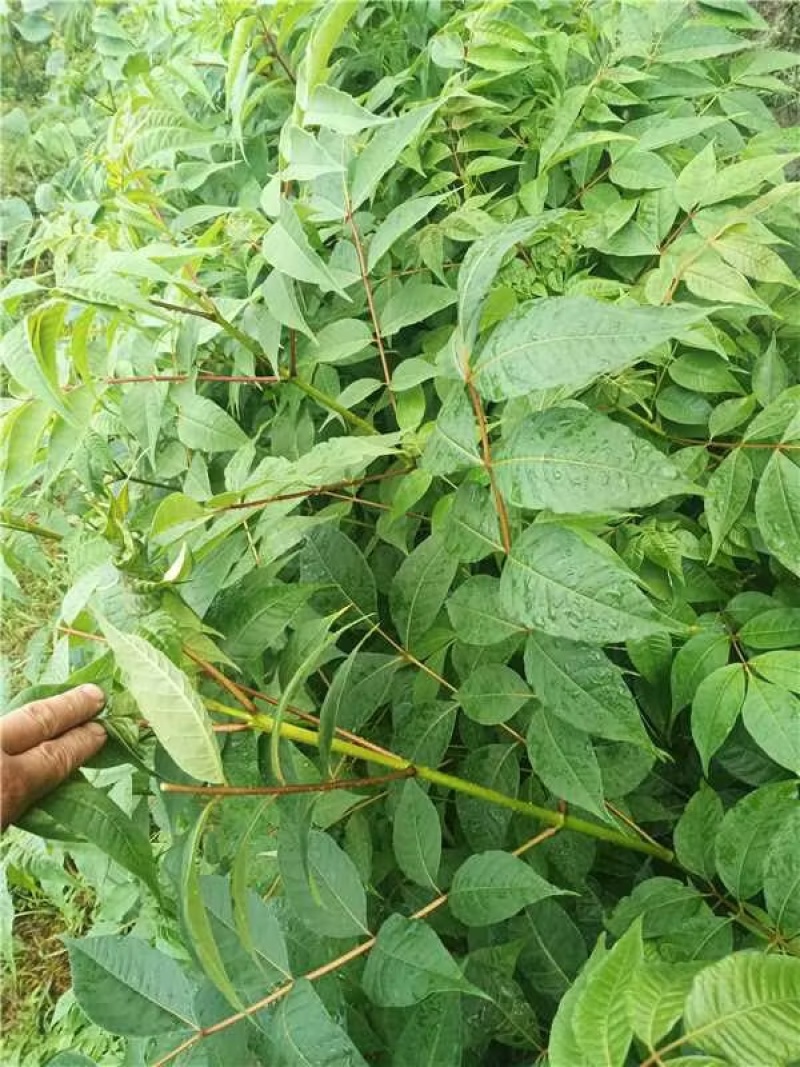 正宗厚皮川黄柏苗，基地直发，量大从优，欢迎各地老板考察参观