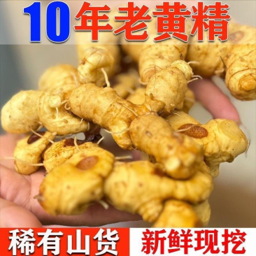四川多花黄精野生黄精颠黄精鸡头黄精