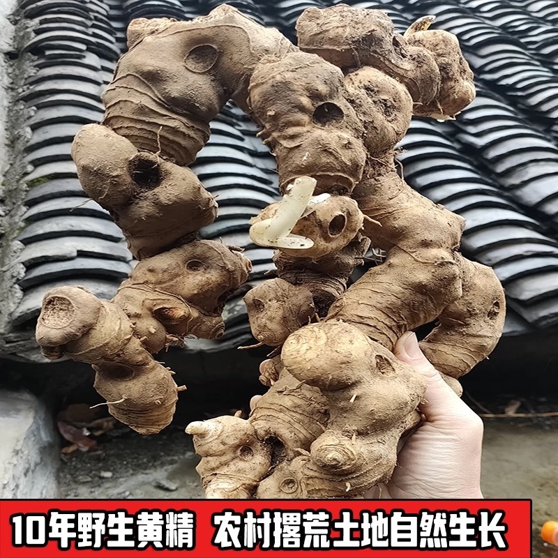 四川多花黄精野生黄精颠黄精鸡头黄精
