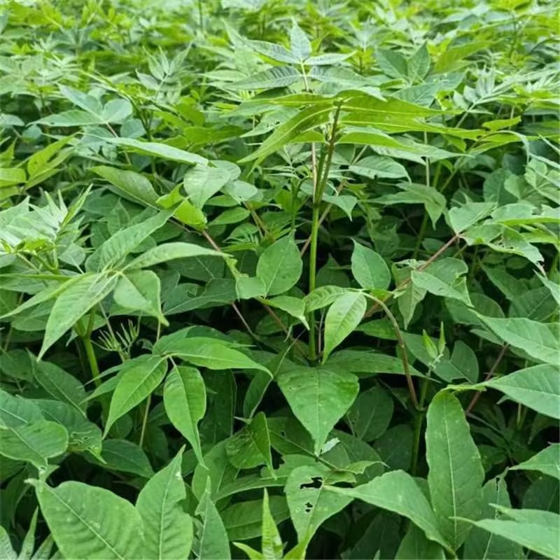 正宗厚皮川黄柏苗，基地直发，量大从优，欢迎各地老板考察参观