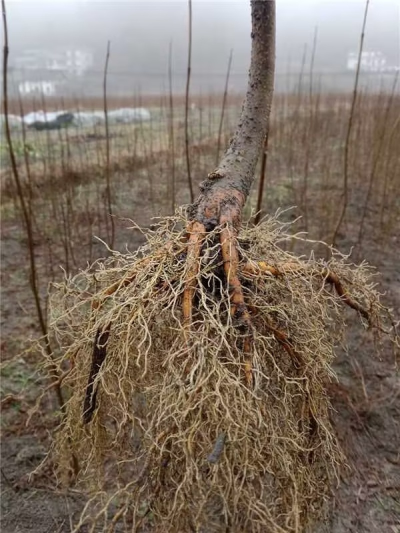 正宗厚皮川黄柏苗，基地直发，量大从优，欢迎各地老板考察参观