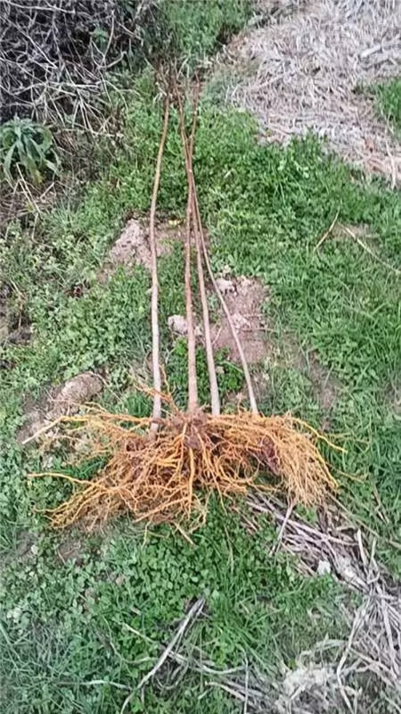 正宗厚皮川黄柏苗，基地直发，量大从优，欢迎各地老板考察参观