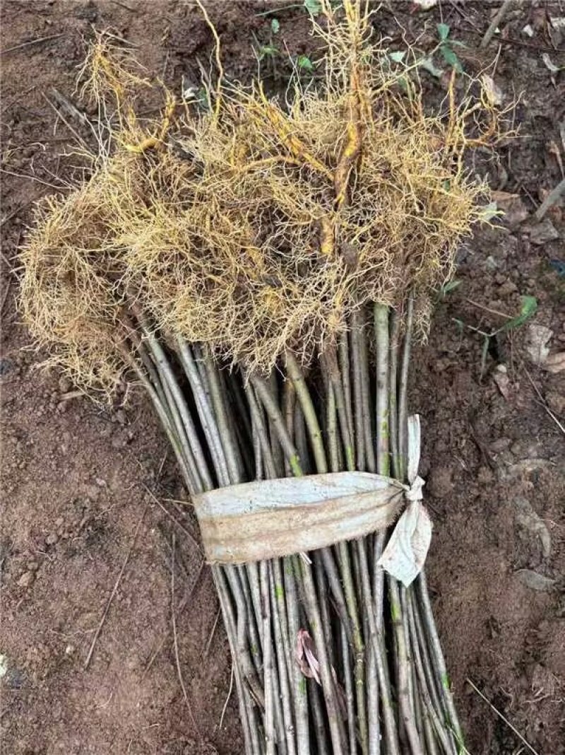 正宗厚皮川黄柏苗，基地直发，量大从优，欢迎各地老板考察参观
