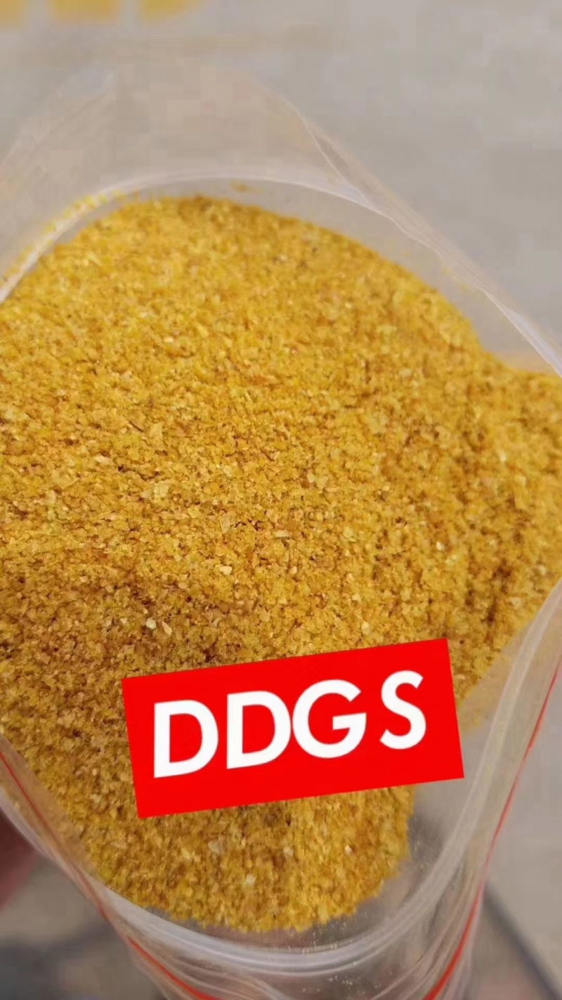 玉米酒糟酒糟DDGS厂家直发大量供应可视频看货