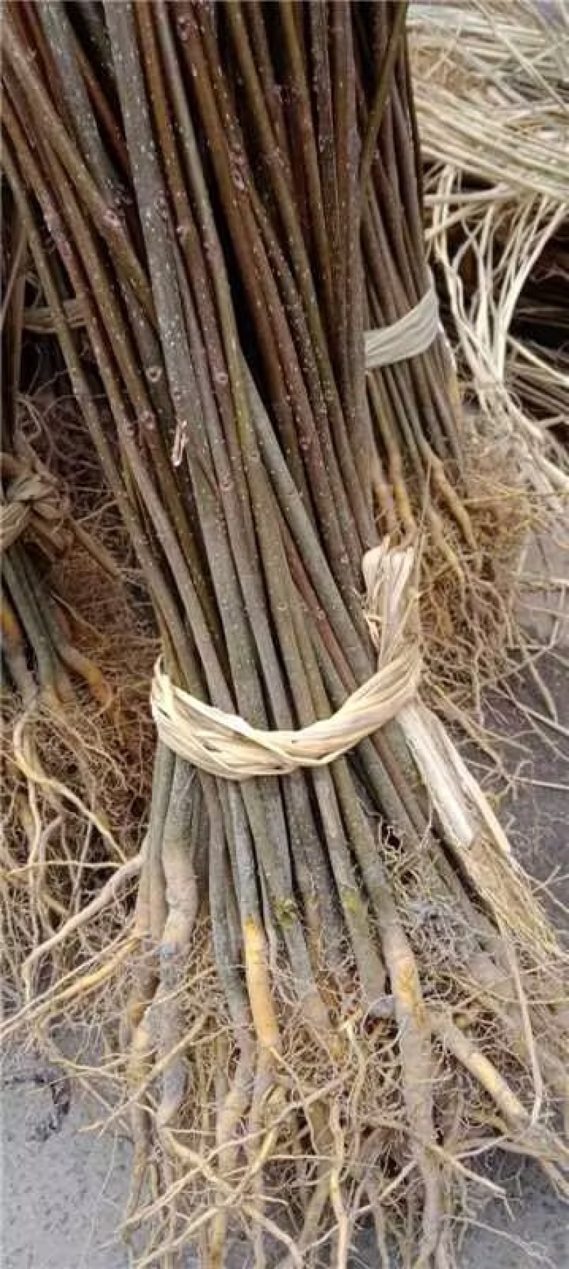 正宗厚皮川黄柏苗，基地直发，量大从优，欢迎各地老板考察参观